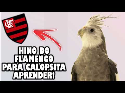 ASSOBIO CALOPSITA - HINO DO FLAMENGO PARA TREINAMENTO!