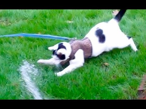 [New] Cute Cat loves to get Wet video| Kal the Rescue Cat [fun movie]