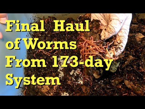 3rd & last haul-out of worms from 173-day mixed bin - vermicomposting