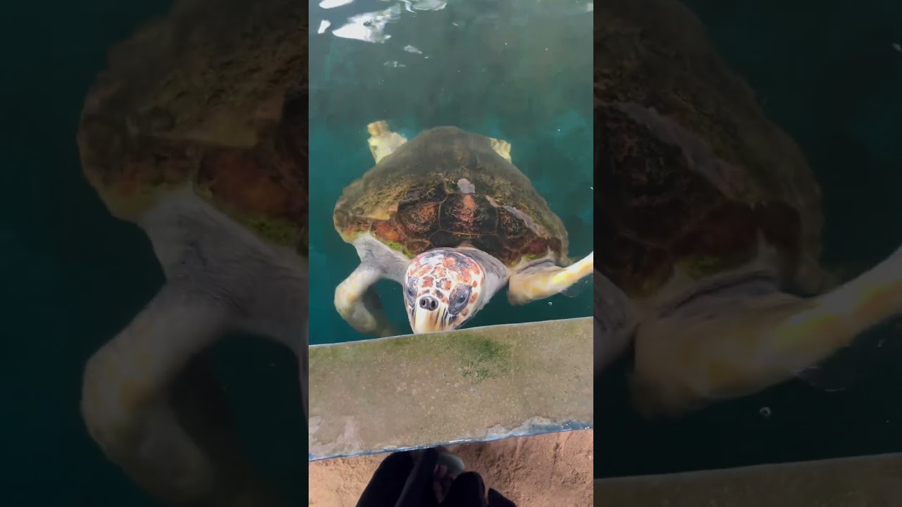 YouTube Short thumbnail