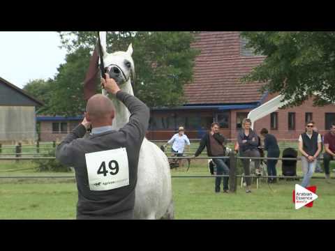 Strohen 2016 - Senior Mares Ch