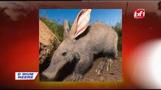 Le cochon de terre (Oryctérope) est un animal mystique - Boureima Bougum Bougsan-Guilga