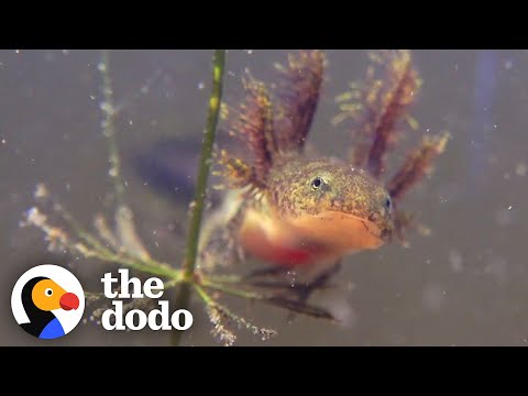 The Extraordinary Life Cycle Of A Salamander | The Dodo