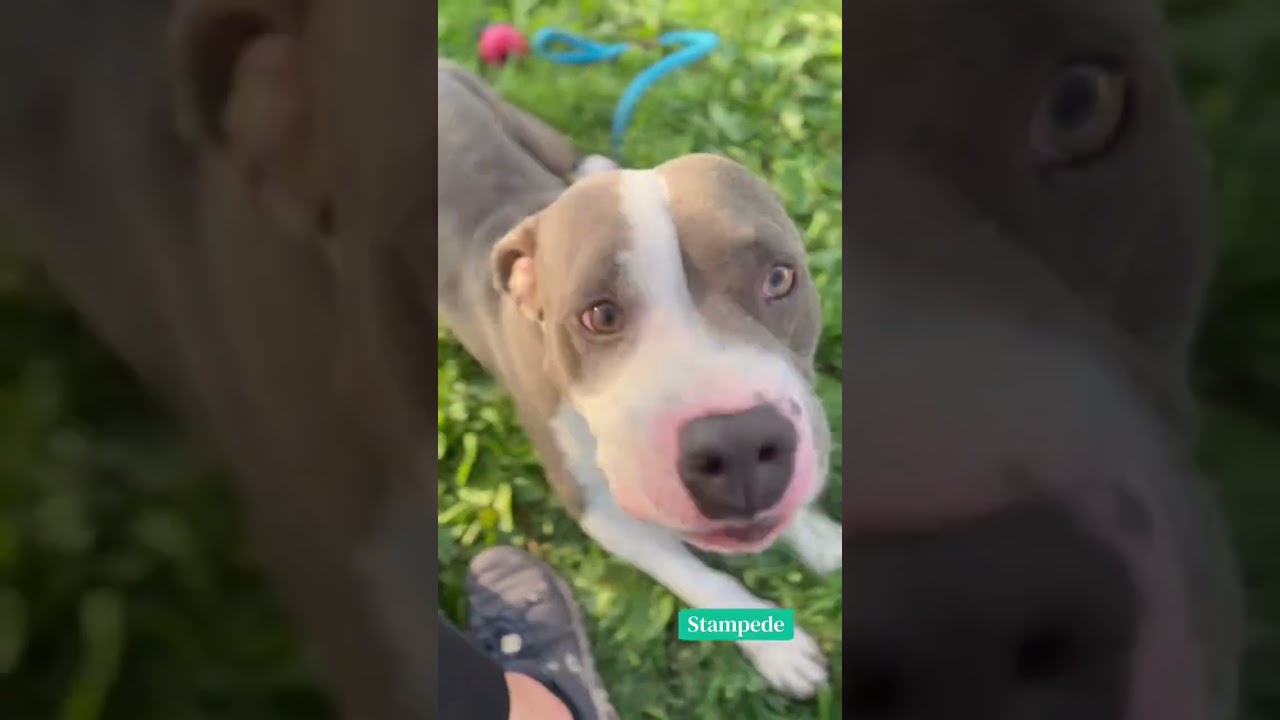 Stampede's Video 2