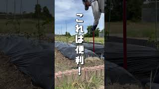 ショカツさん家の夏野菜物語2026 13日目　#支柱掘り機千吉#家庭菜園#日常 #ほっこり動画 #日常vlog
