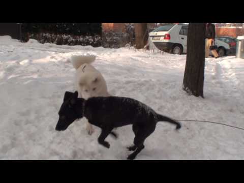 comment trouver un akita inu