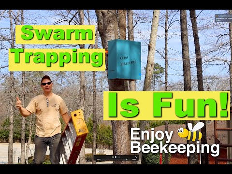 How to Hang Swarm Traps for FREE Bees – Easy Beekeeping Tutorial