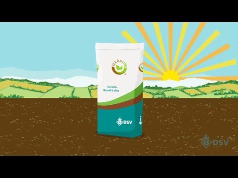 DSV TerraLife- choosing the right species for cover crops
