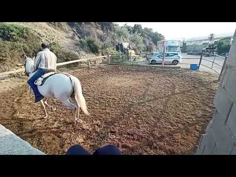 PRE WALLACH  Rubí 6 #jbk #jbkhorses #spanishhorse #pre # #spanischepferde #andalusians #jbkpferde