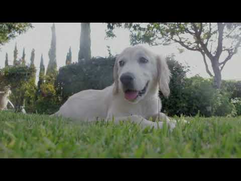 Ansambel Kolovrat - Pošlji mu veter v pozdrav