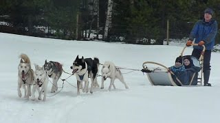preview picture of video 'Arctic Experience, Dog Sled, Finland'