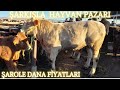 ŞARKIŞLA HAYVAN PAZARI ŞAROLE FİYATLAR-  (Tosun Dana)