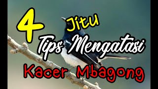 Download lagu CARA MENGATASI KACER MBAGONG mp3