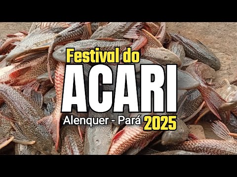 FESTIVAL DO ACARI 2025 | Alenquer-Pará