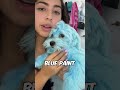 This turned her dogs blue by accident 🫢