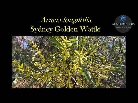 Acacia ID (Wattles): Acacia longifolia (Sydney Golden Wattle)