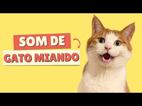 GATO MIANDO | MIADO DE GATO