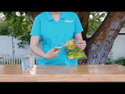 How to use the RESCUE! Disposable Fly Trap