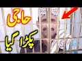 Haji Pakra Gaya Hain Haji Video Haji Viral Video Haji Video Haji Wali Video