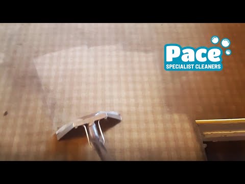 Pace Specialist Cleaners - Carpet Cleaning video.