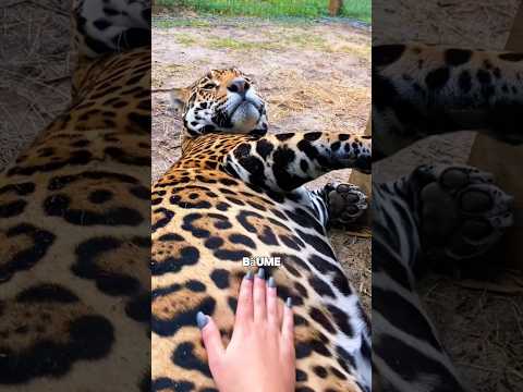 Der Jaguar wurde zu dick 🥺 #shorts