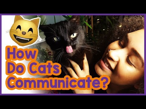 How do cats talk to each other? Cat communication 101!