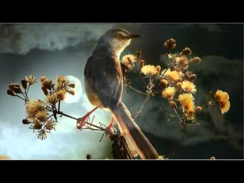 Chờ em lá thu rơi - Tuấn Ngọc