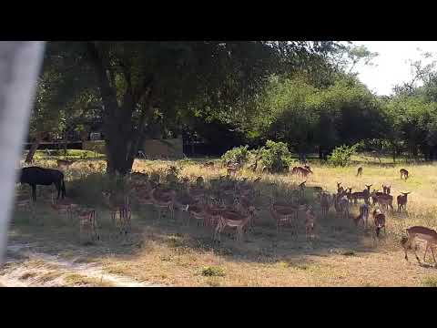 Djuma: Impalas and Wildebeest bull - 15:12 - 04/29/21