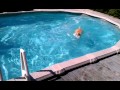 Harley loves to swim in the pool. I think I give c