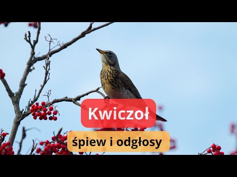 Kwiczoł odgłosy - śpiew kwiczoła - jak wygląda ten ptak?