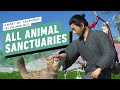 How to Find All Animal Sanctuaries In Ghost of Tsushima's Iki Island DLC