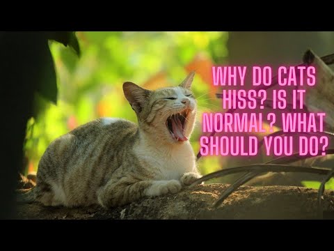 Why Do Cats Hiss? Is It Normal? What Should You do?