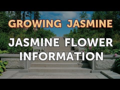 How to Prune a Jasmine Plant