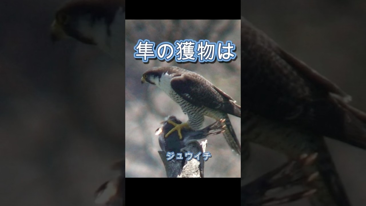 The falcon's prey『隼の獲物は』