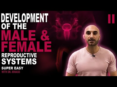 Embryology of the Female & Male Reproductive System II (Easy to Understand)