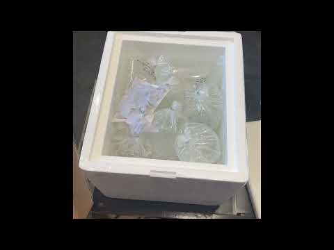 SBB corals Video Testimonial #10
