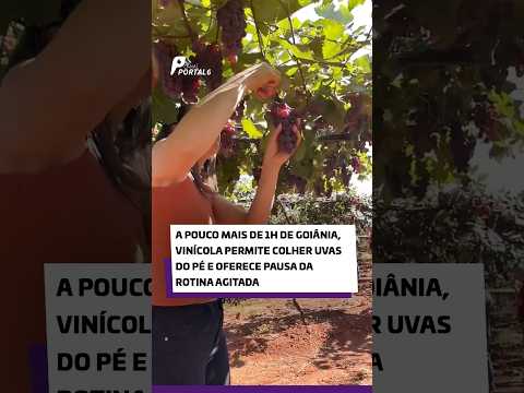 A pouco mais de 1h de Goiânia, vinícola permite colher uvas do pé e oferece pausa da rotina agitada