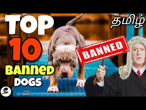 Top 10 தடை செய்யப்பட்ட நாய்கள் | banned dogs in the world | canine empire