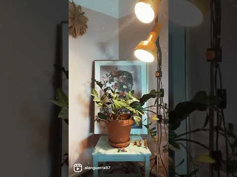 Preludio Sonata IX Giovanni Zamboni