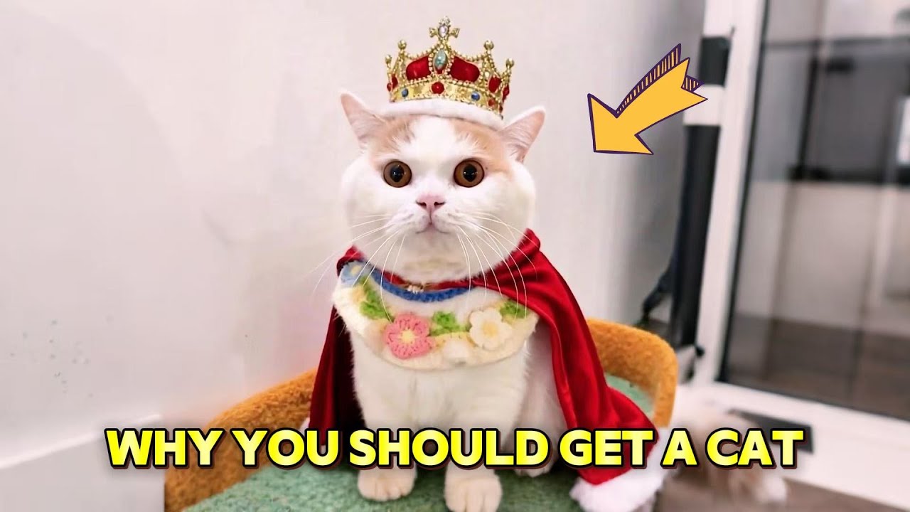 Proof cats love their owner