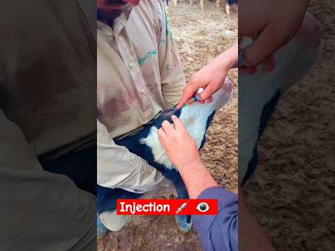 , title : 'Infection bovine keratoconjunctivitis #pinkeye #treatmentplan #shortvideo #viral #shorts'