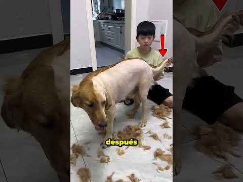 Este Niño Cortó La Mitad Del Pelo A Su Perro 😂