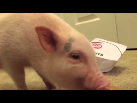 Pickle the Mini Pig eats his first doughnut