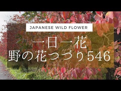 苗を何に入れますか？ 4 つの回復アイデア + ビデオ手順  庭園