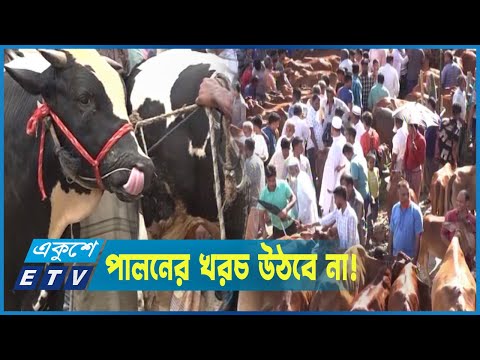 জমজমাট কোরবানির হাটে দাম বেশি হাঁকছেন বিক্রেতারা