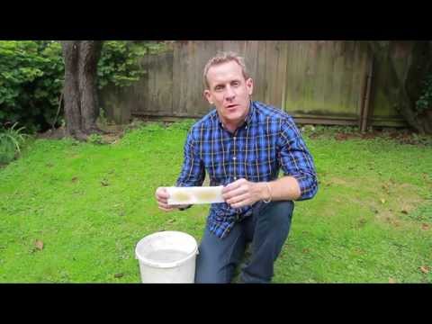 Nematodes for Lawn Grubs - NIC’s How to Apply