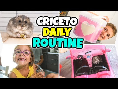 LA DAILY ROUTINE DEL NOSTRO CRICETO POLPETTA: 24 ore pucciose