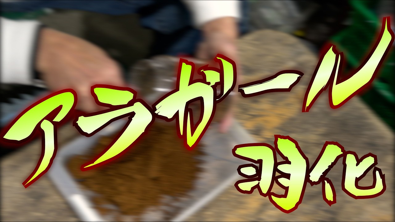 アラガールホソアカクワガタ羽化【クワガタ飼育】