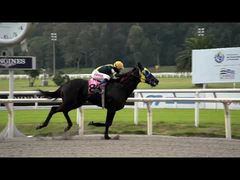 210516 c03 BELO PALPITE (BRZ)