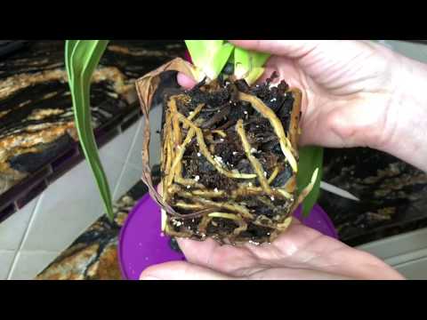 Phragmipedium Slipper Orchid. Re-potting , care for phrags, light,watering . Fertilizing  orchid.